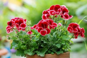 geraniums fall flower for mental health