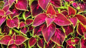 coleus plant for mental health