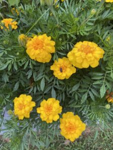 marigolds fall flowers for sensory activity