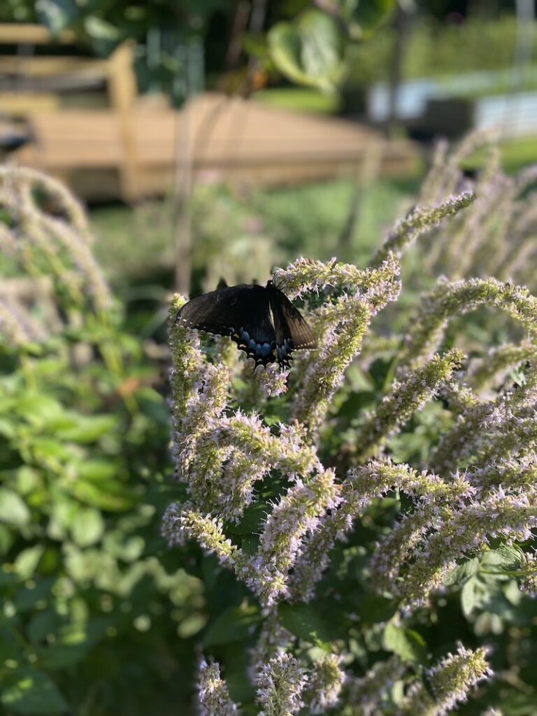 gardening-hyssop-butterfly-healing