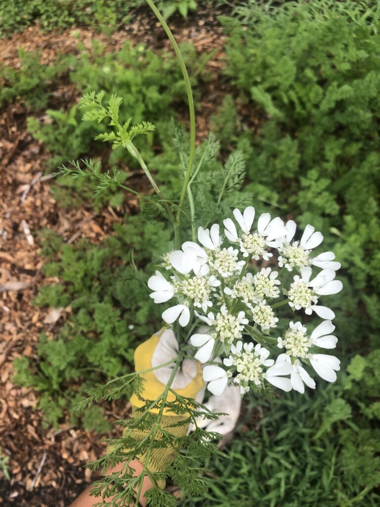 gardening-heal-health