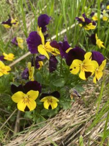 pansies fall flower sensory activity