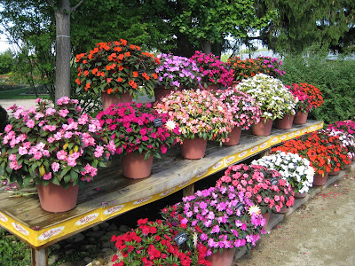 sunpatiens fall flowers for sensory activity