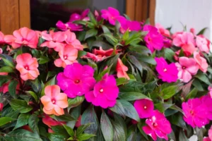 Impatiens for mental health; Photo: Getty/ Jeanne Emmel