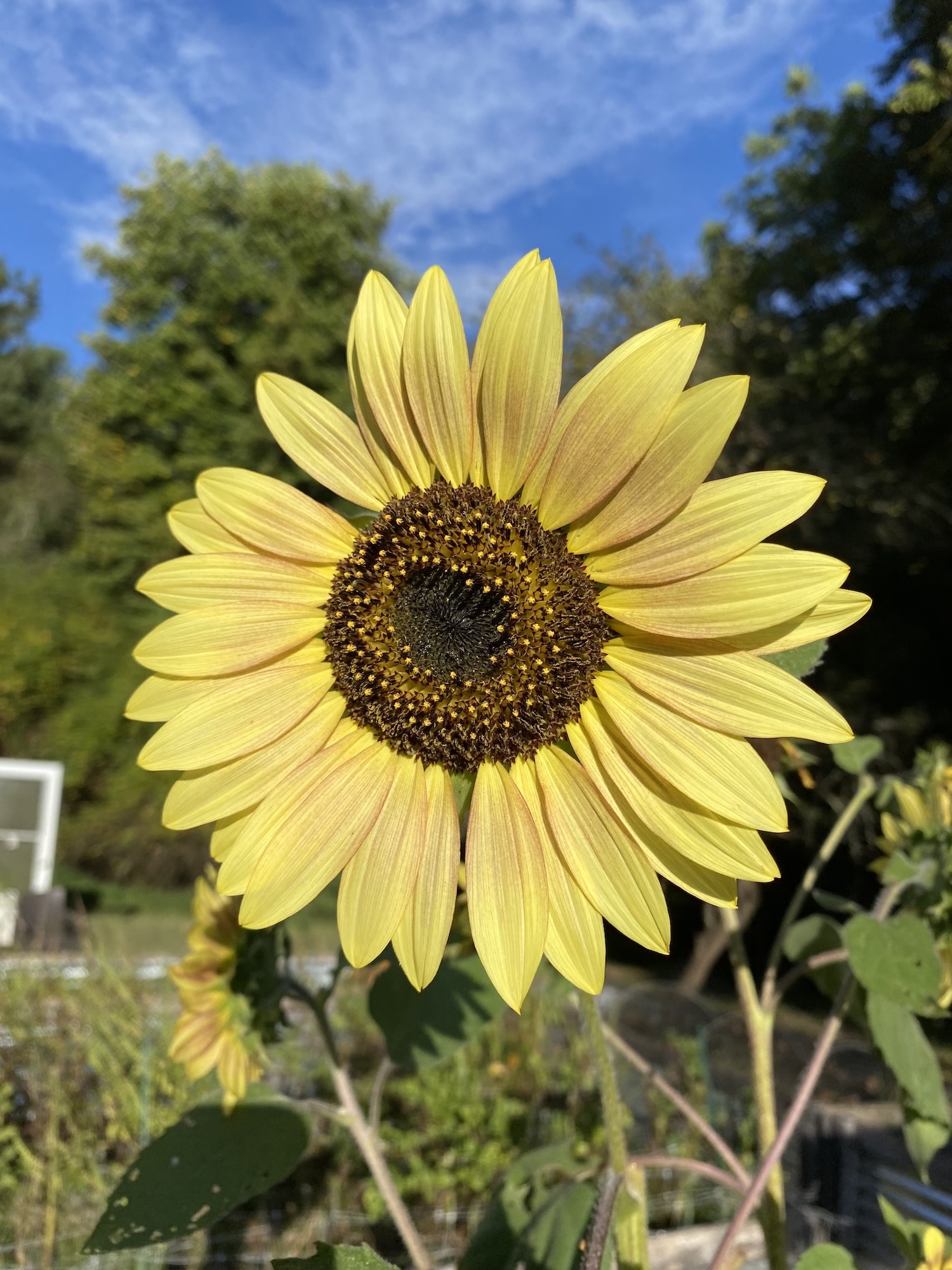 sunflowers-fall-gardening