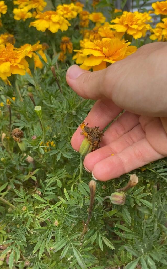 marigolds-gardening-activity